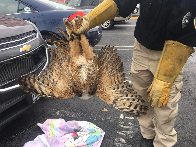 Illustration for article titled Owl Stuck In SUV Grille During 160-Mile Ride Should Be Fine